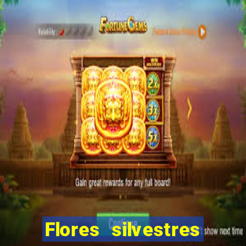 Flores silvestres brasileiras 25